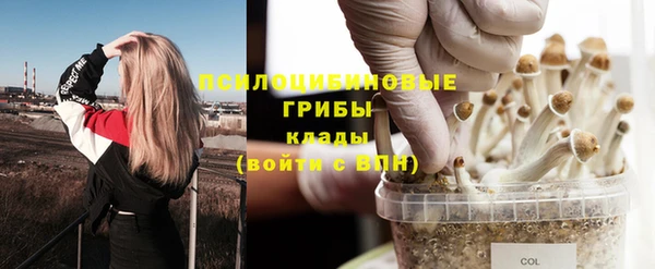 ГАЛЛЮЦИНОГЕННЫЕ ГРИБЫ Новозыбков